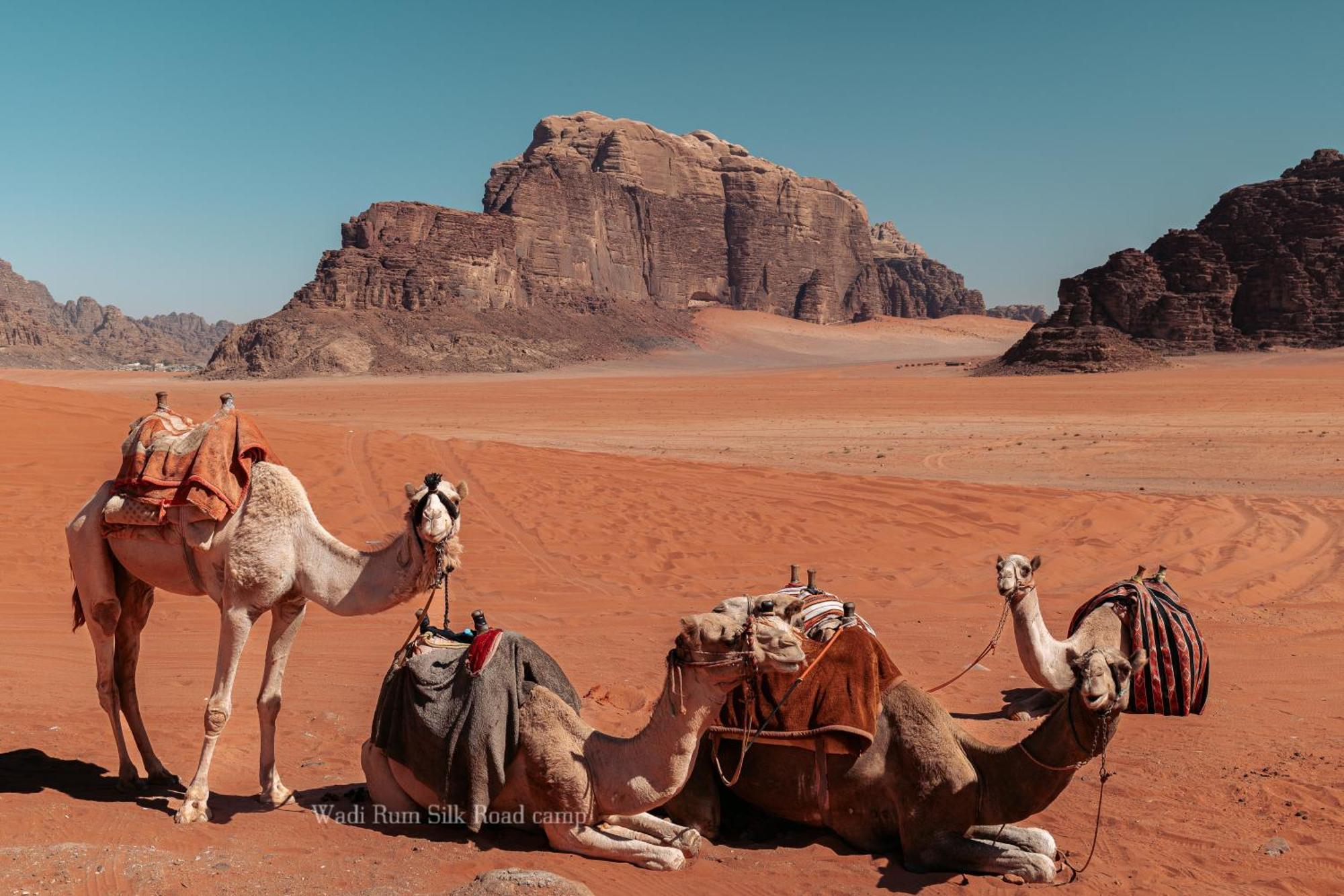 Wadi Rum Silk Road Camp المظهر الخارجي الصورة